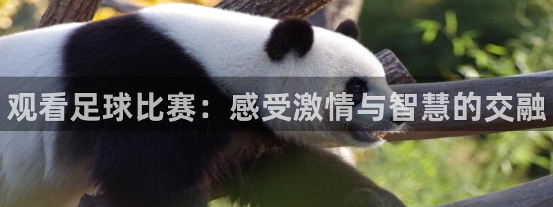 观看足球比赛:感受激情与智慧的交融