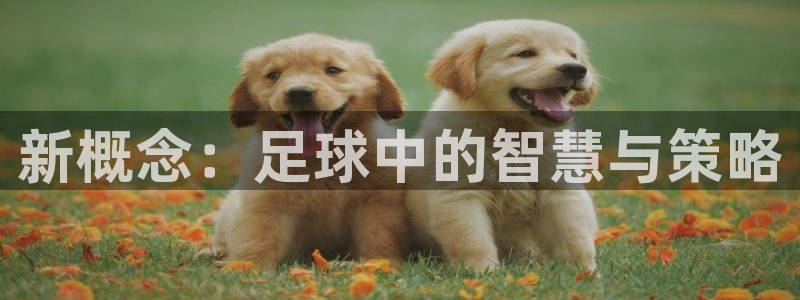 新概念:足球中的智慧与策略